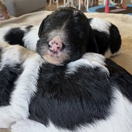 Yellow Boy - Parti male Poodle puppy in Anna, Texas from Sweet Country Standards