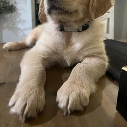 Golden Retriever Puppies from Washington Lakeside Goldens