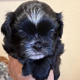 Rosco - Black and white male Shih Tzu puppy in Victorville, California from Precioustzus