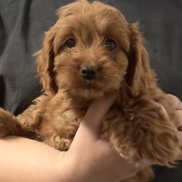 Moscato (female - red collar) - Red female Cavapoo puppy in Gilbert, Arizona from Azteddybeardoodles
