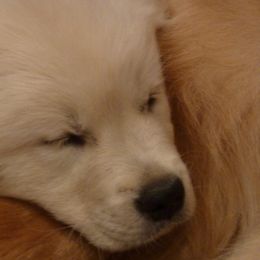 Golden Retrievers from High Flyer Golden Retrievers