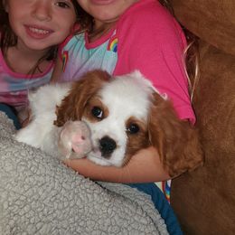 Buddy - Cavalier King Charles Spaniel