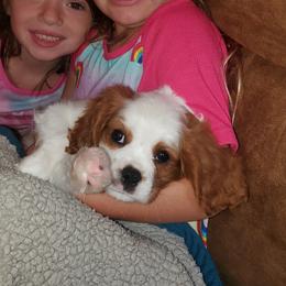 Buddy - Cavalier King Charles Spaniel