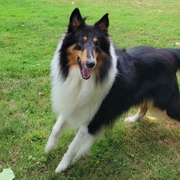 Ronin - Collie