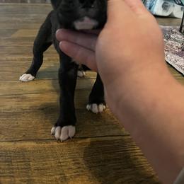 Jake - Brindle male Boxer puppy in Florida from BNF Boxers