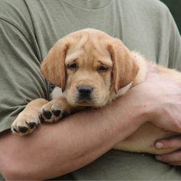 Spencer Tracey j - Yellow male Labrador Retriever puppy in Morriston, Florida from Penny Lane Labradors