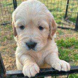 3B Mr. Green - Golden male Golden Retriever puppy in Garland, Texas from RFGoldens