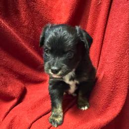 Black Tri Male - Black tri male Toy Australian Shepherd puppy in Billings, Montana from Chapman's Aussies