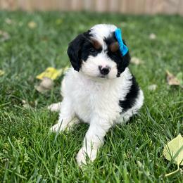 Toadette-Teal - Tri-color female Bernedoodle puppy in Casper, Wyoming from 307 Doodles