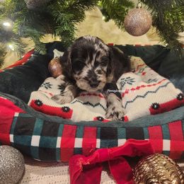 Peppermint Bark - Merle male Goldendoodle puppy in Pennsylvania from Pennsylvanian Puppies