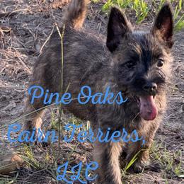 Cairn Terrier Puppies from Pine-Oaks Cairn Terriers, LLC
