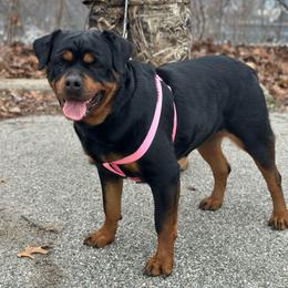 Sable - Rottweiler