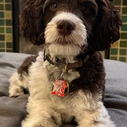 Springerdoodle All Grown Up from Evalina Miller's Spaniels