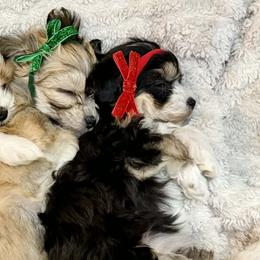 Havanese from Our little Havanese