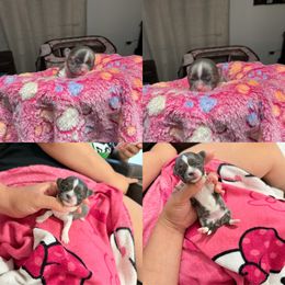 Chikita - Blue and white female Chihuahua puppy in Burleson, Texas from BabydollYorkiesofTexas