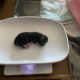 Sawyer - Black and white male Chihuahua puppy in Red Bluff, California from Aye Chihuahua