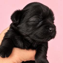 Brooklyn - Black female Shih Tzu puppy in Tallahassee, Florida from Bows and Bow Ties