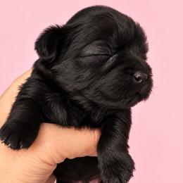 Brooklyn - Black female Shih Tzu puppy in Tallahassee, Florida from Bows and Bow Ties
