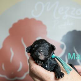 Maize - Black female Poodle puppy in Spring Branch, Texas from Mezzo Poodles
