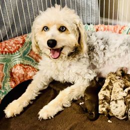 Aussiedoodle, Australian Shepherd, and Miniature Australian Shepherd Puppies from Bline's Awesome Aussies CA
