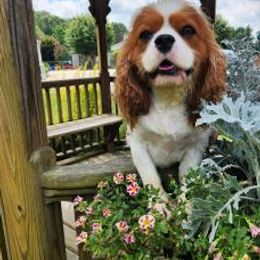Amos - Cavalier King Charles Spaniel
