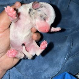 Faith - Merle female Chihuahua puppy in Pounding  Mill, Virginia from Rosa's Chihuahuas
