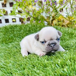 Chipmunk - Fawn and white male French Bulldog puppy in Jacksonville, Florida from Jacksonville Frenchies
