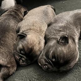 Companion Crosses from Love Bugg Pups