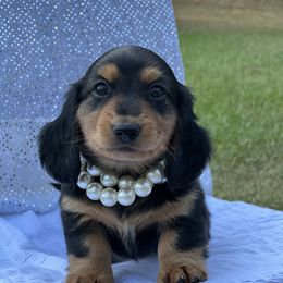 Dachshund Puppies from Victoria’s Dachshunds