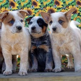 Australian Cattle Dog Puppies from Americana Farm