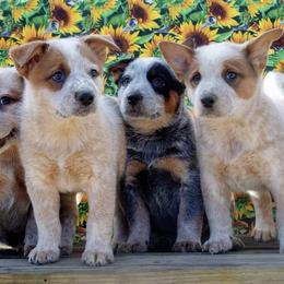 Australian Cattle Dog Puppies from Americana Farm