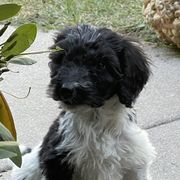 Aussiedoodles and Bordoodles from Creekside Doodles