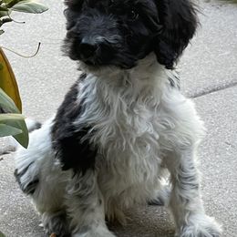 Aussiedoodles and Bordoodles from Creekside Doodles