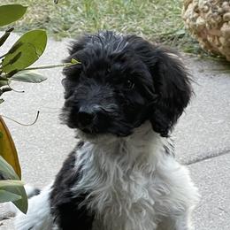 Aussiedoodles and Bordoodles from Creekside Doodles