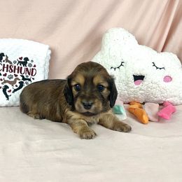 Gretel - Sable female Dachshund puppy in Phelan, California from Desert Sunset Dachshunds