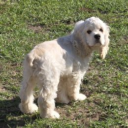 Otis - Cocker Spaniel
