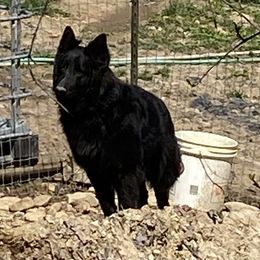 Nicki - German Shepherd