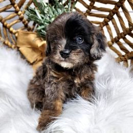 Bernedoodles, Cavapoos, Cockapoos, Goldendoodles, Havapoos, and Poodles from Farquharson's Poodles&Doodles