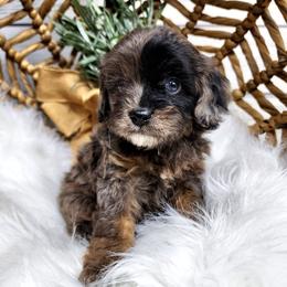 Bernedoodles, Cavapoos, Cockapoos, Goldendoodles, Havapoos, and Poodles from Farquharson's Poodles&Doodles