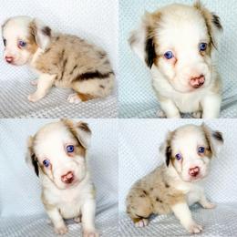 Red Merle female - Red merle female Miniature Australian Shepherd puppy in Brooker, Florida from Honey, I Shrunk the Aussies