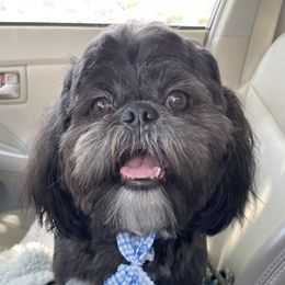 BamBam - Shih Tzu