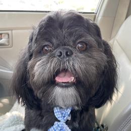 BamBam - Shih Tzu