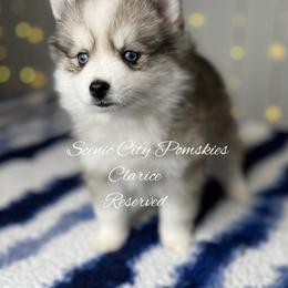 Clarice - Silver and white female Pomsky puppy in Rossville, Georgia from Scenic City Pomskies