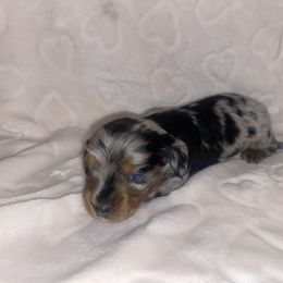 Dachshund Puppies from Davis Dachshunds