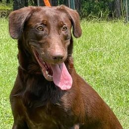 Labrador Retrievers from Mossy Rock Retievers