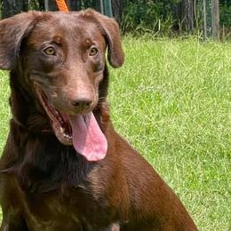 Labrador Retrievers from Mossy Rock Retievers