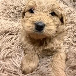 Daisy - Apricot female Goldendoodle puppy in Clewiston, Florida from Redlands Farm