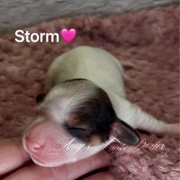 Storm - Red female Dachshund puppy in Jena, Louisiana from Amy’s Mini Doxies