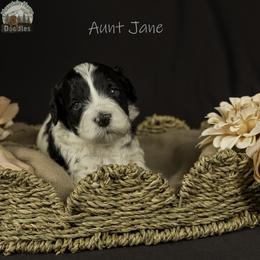 Aunt Jane - Black female Australian Labradoodle puppy in Cashmere, Washington from Mountain Home Doodles