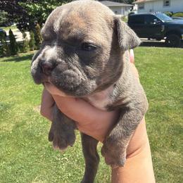 Eric - Lilac tri-color male Bulldog puppy in Harvard, Illinois from Bramble & Brute Canines